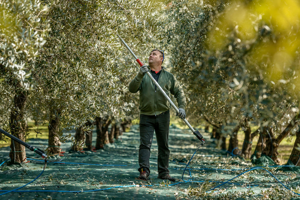 Organic Extra Virgin Olive Oil, 500 ml