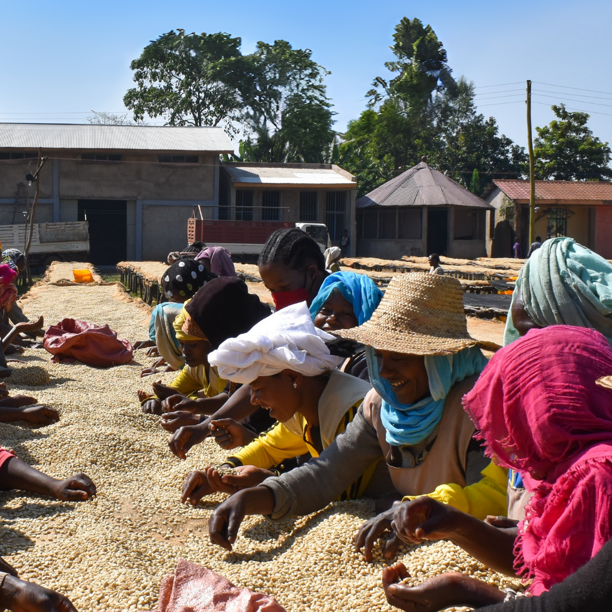 Sunshine Daydream - Ethiopia