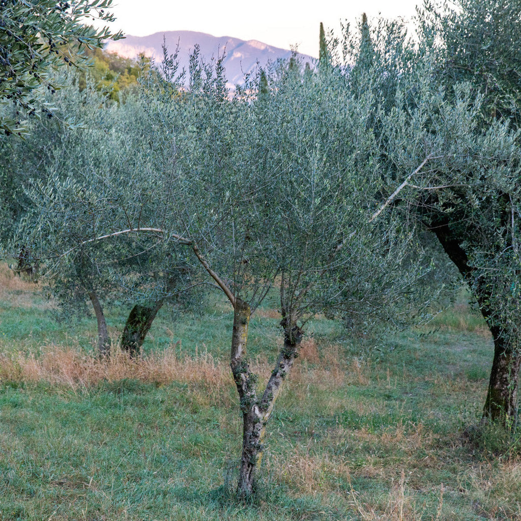 Organic Extra Virgin Olive Oil, 1L